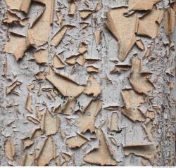 Photo Textures of Wall Plaster